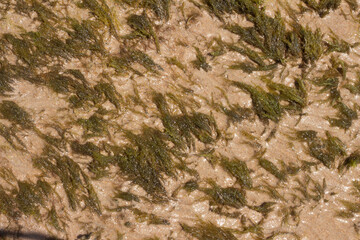 close up of  green coral marine texture on a sunny day