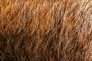 Backdrop close-up photo texture of red and brown colored animal fur and hair material.