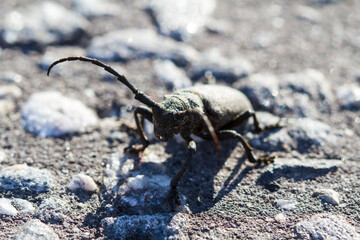 Cerambycidae, Barbel Beetle, Lumberjack Beetle. Extensive and large family of Coleoptera beetles. One of hallmarks of the family is a long segmented mustache, often exceeding the length of the body