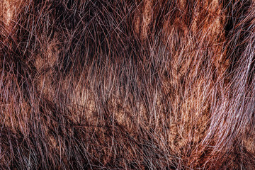 Backdrop close-up photo texture of brown colored animal fur and hair material.