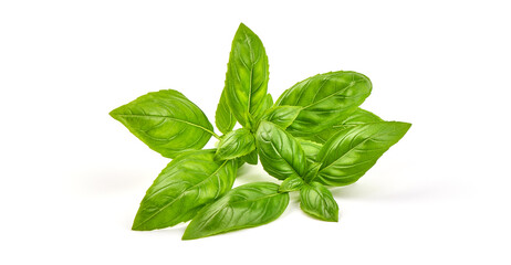 Fresh organic Basil Leaves, isolated on white background.