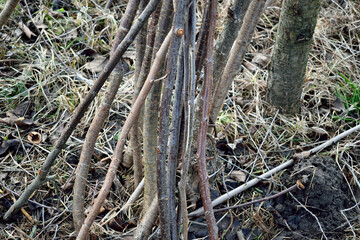 cut branches in a vertical position, close-up