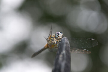 close up of a dragon fly resting on a metal post