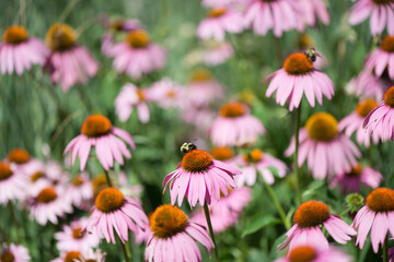 coneflowers and bee