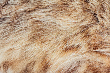 Backdrop close-up photo texture of red and brown colored cat animal fur and hair.