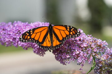 monarch butterfly on purple Buddleja flower