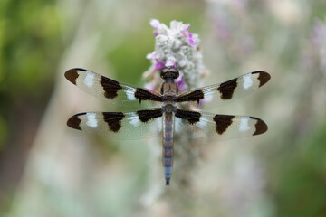 Twelve-spotted Skimmer (Libellula pulchella) on Stachys byzantina (lamb's ear in flower)