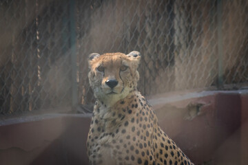 leopard in zoo