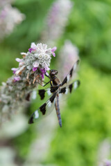 Twelve-spotted Skimmer (Libellula pulchella) on Stachys byzantina (lamb's ear in flower)