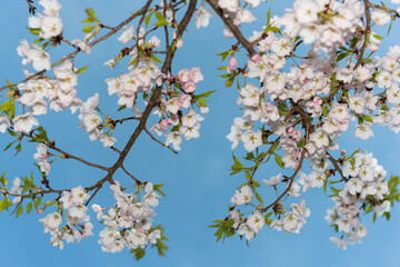 cherry blossoms against a blue sky