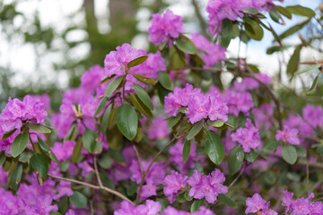 Fototapeta premium violet rhododendrons in the park