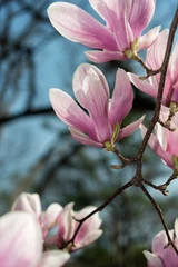 Foto op Canvas magnolia (Magnolia x soulongiona?) blossoms on a branch © eugen