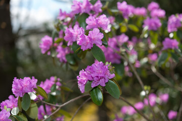 violet rhododendrons with tree and sky