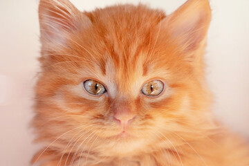 Little red kitten close-up. Red fluffy kitten with green eyes.