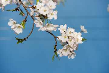cherry blossoms against a blue sky