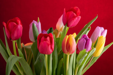 Yellow ,red and pink tulips over colored background.