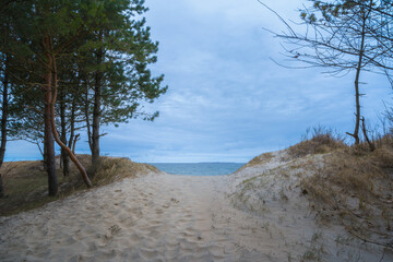 forest on the coast of the Baltic Sea on a cloudy day in autumn