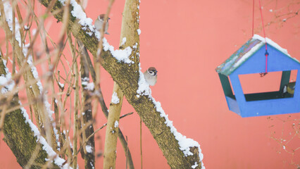 birds in the bird feeder on a cold winter day