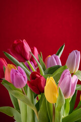 Yellow ,red and pink tulips over colored background.