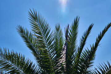 Palm tree with blue sky and sun with sunshine