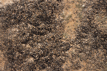 close up of black coral marine texture on a sunny day