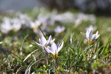Fiori: Crocus