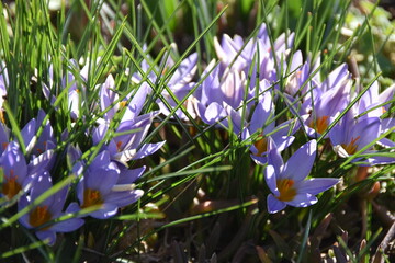 Crocus