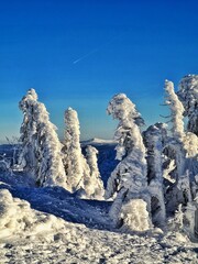 snow covered trees