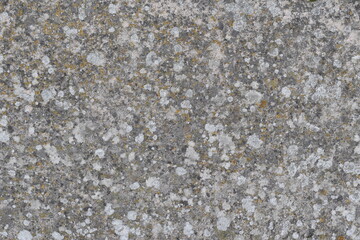 Pared con liquenes