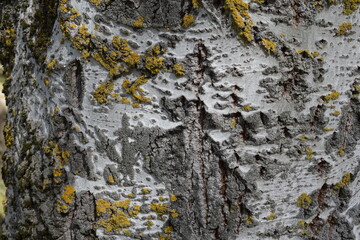 Corteza con liquenes
