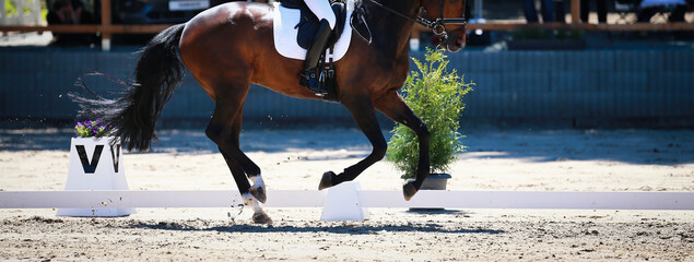 Dressage horse with rider during the test at circle point V in gallop..