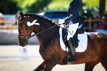 Dressage horse with rider on the lap of honor with a silver ribbon..