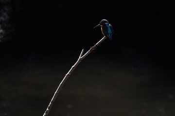 kingfisher in the forest park