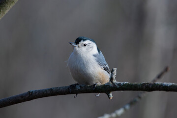 white breasted nuthatch