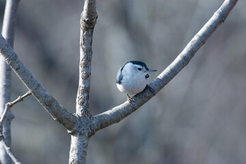 bird on a branch