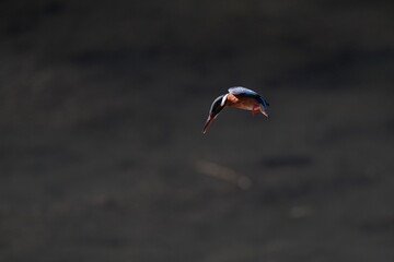 Fototapeta na wymiar kingfisher in the forest park