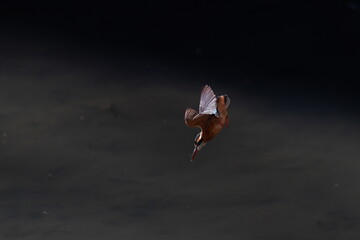 Fototapeta na wymiar kingfisher in the forest park