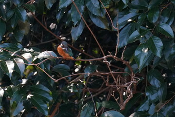 kingfisher in the forest park