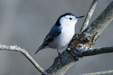 Fototapeta premium White-Breasted Nuthatch