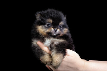 A cute Pomeranian spitz puppy on a black background, isolated.