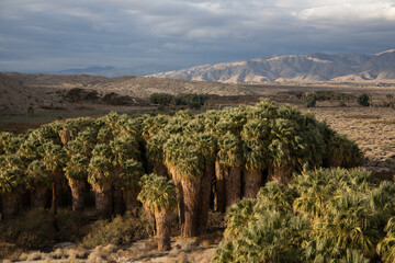 Coachella Valley Preserve near Palm Springs in California, palm trees in a canyon