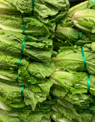 Stalks of romaine lettuce on display at the supermarket. 