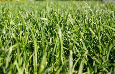 Fresh green lawn background with sunny grass