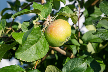 apple ripening on a branch on a sunny summer day close up