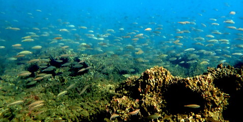 Costa Rica Pacific sea life