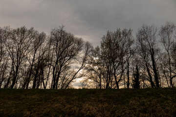 Rheinseitengraben Kanal Landschaft bei Iffezheim