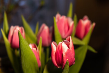 Pink with white flower tulips indoor.