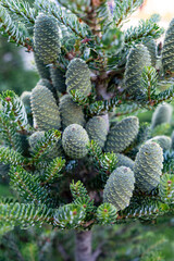 A bunch of green decorative cones on the coniferous tree on the garden. Gardening and cultivating plants.
