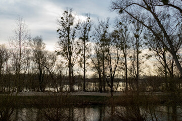 Rheinseitengraben Kanal Landschaft bei Iffezheim