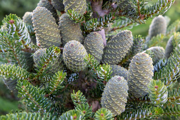 A bunch of green decorative cones on the coniferous tree on the garden. Gardening and cultivating plants.